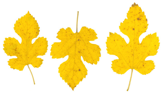 isolated fall leaves on white background. natural scanned mulberry yellow leaves set
