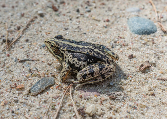 Moor frog on the sand
