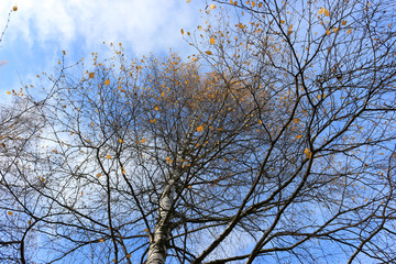 autumn sky and tree leaves