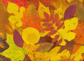 isolated fall leaves background. natural scanned autumn yellow foliage