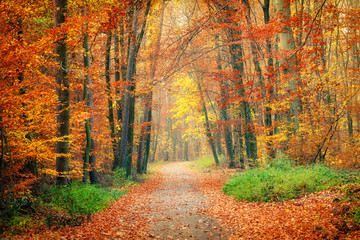 Fototapeta na wymiar Pathway in the bright autumn forest