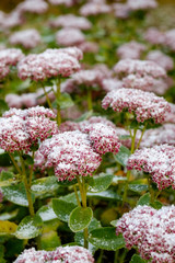 Первый снег на цветах