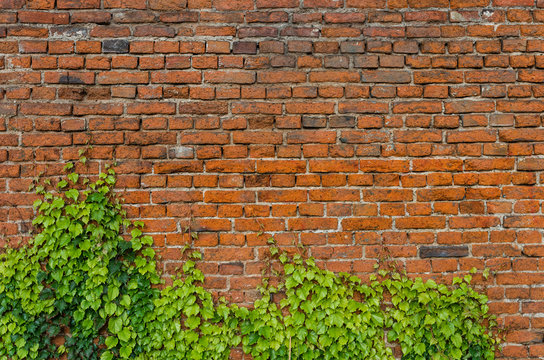 Vintage red brick wall background overgrown with ivy © tomeyk