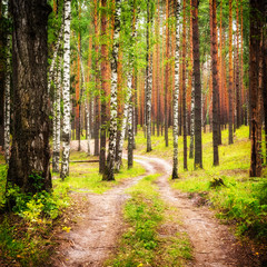 Country road in summer forest