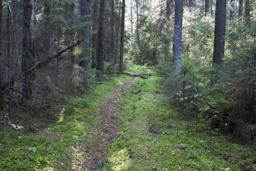 Footpath in the summer wood