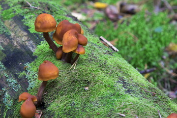 Mushrooms in the wood