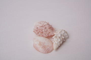 seashell