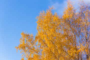 Birches autumn with yellow leaves bottom view