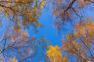 Birches autumn with yellow leaves bottom view