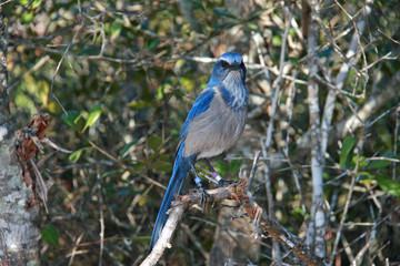 Florida scrub jay