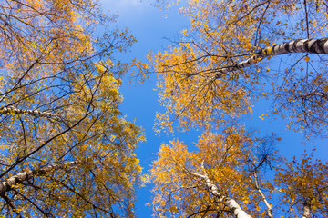 Fototapeta premium Birches autumn with yellow leaves bottom view