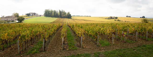 landscape on the vines near Bordeaux in France Europe