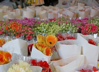 beautiful Gerberas, grab with white paper at 

wholesale flower shop in Pak klong talad, famous 

flower market in Bangkok Thailand
