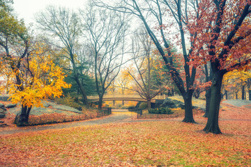 Fototapeta premium Central park at rainy day, New York City, USA