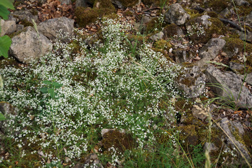 Wald-Labkraut (Galium silvaticum)