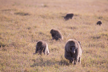 Baboons in Lake Nakuru National Park in Kenya Africa