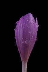 covered with water droplets crocus flower on black, uniform background