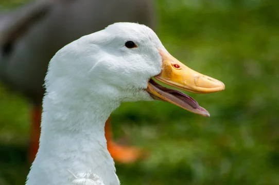 Duck Mouth Open