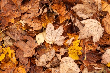 Autumn day in a beech forest. Beech leaves.