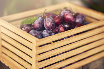 Fresh plums in wooden box