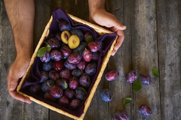 Masculine hands holding wicker basket with fresh plums on wooden background