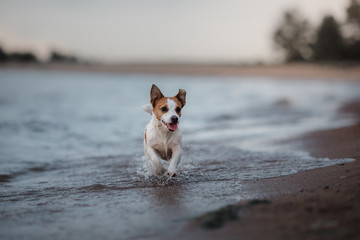 Dog Jack Russell Terrier running on the beach