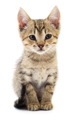 Kitten on white background.