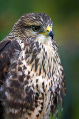 Eagle on branch