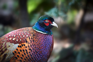 Common Pheasant (Phasianus colchicus)