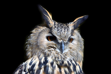Wild young owl portrait
