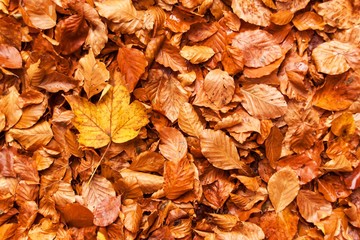 Autumn day in a beech forest. Beech leaves.