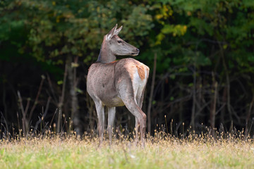 Female Red deer in the natural environment