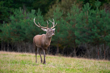 Red deer in mating season