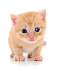 Kitten on white background.