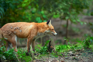 Portrait of a red fox (Vulpes vulpes)