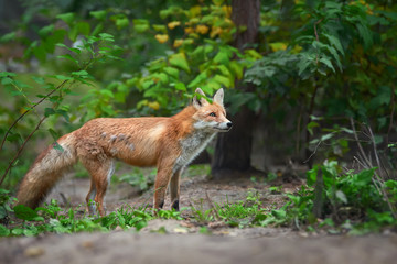 Portrait of a red fox (Vulpes vulpes)