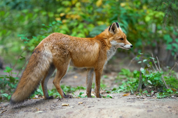 Fototapeta premium Portrait of a red fox (Vulpes vulpes)