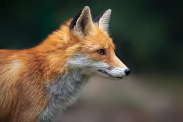 Portrait of a red fox (Vulpes vulpes)