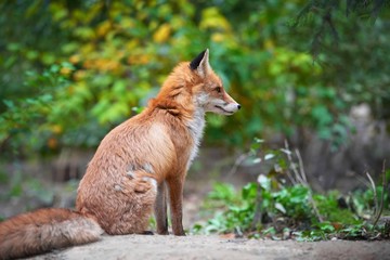 Naklejka na ściany i meble Portrait of a red fox (Vulpes vulpes)