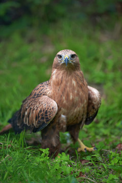 Eagle in grass