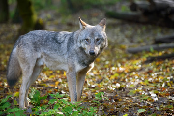 Wolf hunting in the forest