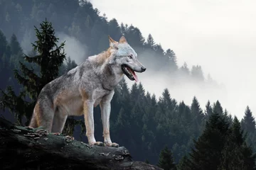 Fotobehang Wolf Wolf in de bergen
