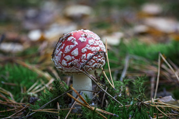 Red poison mushroom amanita, fly agaric on nature background