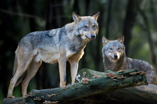 Wolf hunting in the forest