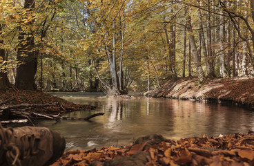 Herbstverfärbung Bayern Würm