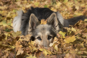 Dog in maple leaves