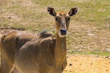 Nilgai or Blue Bull (Boselaphus Tragocamelus)