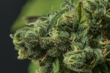 Macro detail of AK-47 variety of medical marijuana