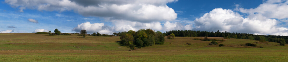 landscape of low hills with meadows on which cattle and coniferous forests are grazed