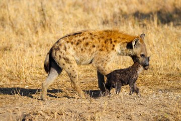 hyena with pup
